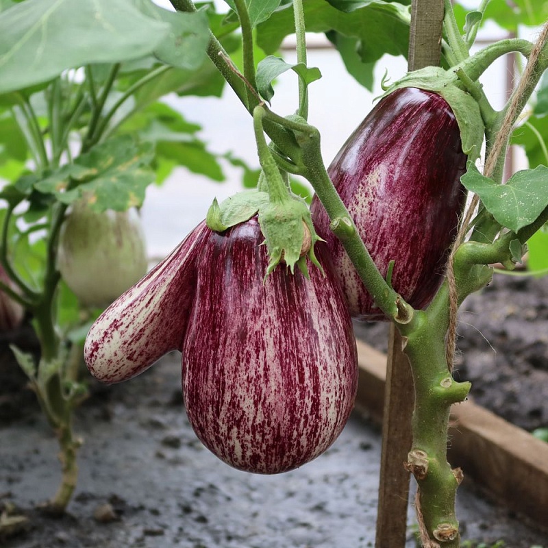 Баклажан Пестрая Лента (УД) 20 шт цв.п.