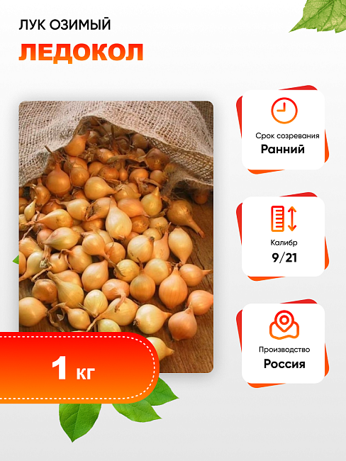 Лук озимый Ледокол (калибр 9/21)1 кг 