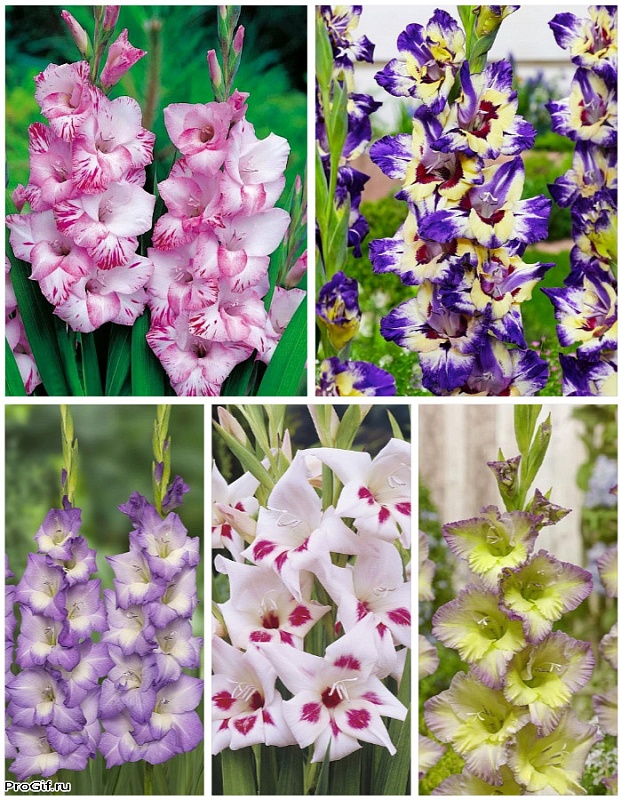 Микс гладиолусов голландской селекции Переливы 5 шт.