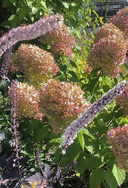 Гортензия метельчатая Металлика 1 шт Р9