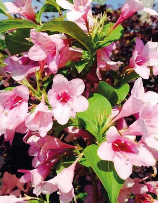 Вейгела Боскуп Глори 1 шт Р9