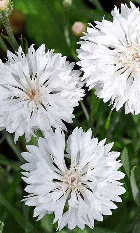 Василек Снежный замок (УД) 0,2 гр. цв.п