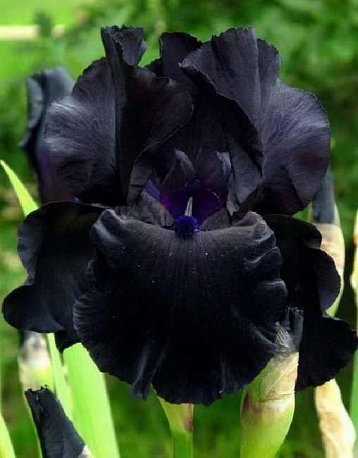Ирис Блэк Найт