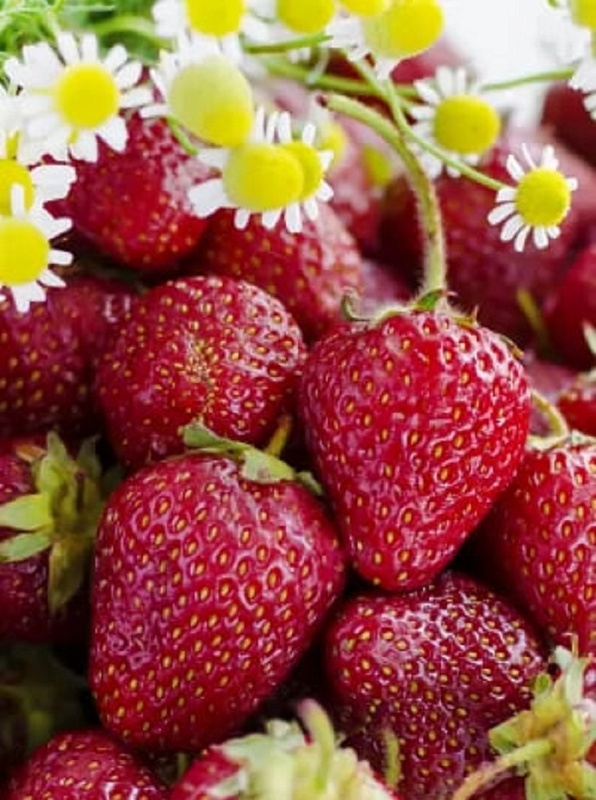 Земляника Санькина любовь - ремонтантная (УД) 6 шт