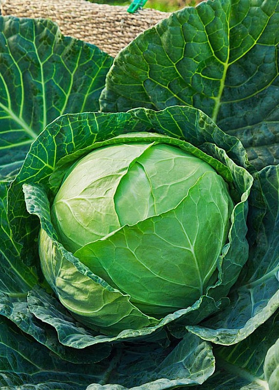 Капуста белокочанная Мегатон F1 10 шт цв.п.