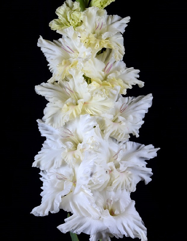 Гладиолус Белое море 