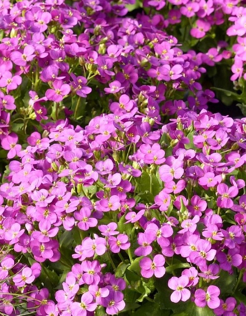 Арабис кавказский Компинки 1 шт Р9