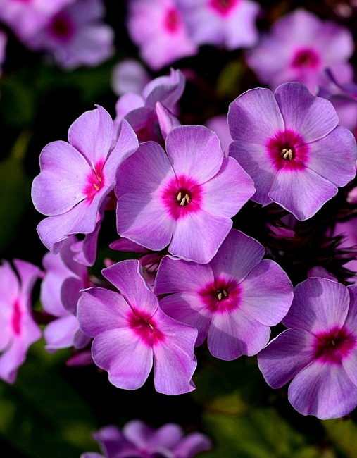 Флокс Лилак Тайм 