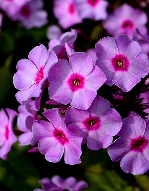 Флокс Лилак Тайм 