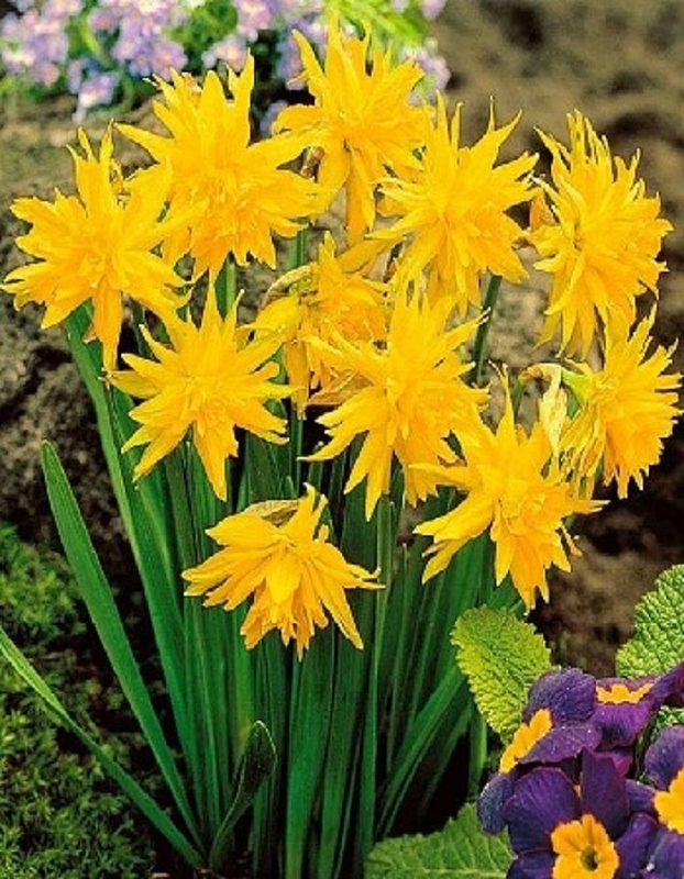 Нарцисс Рип ван Винкль 1 уп.(2 шт.)