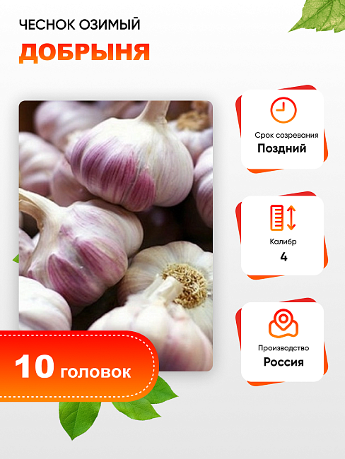 Чеснок Добрыня 1 уп. (10 головок) калибр 4