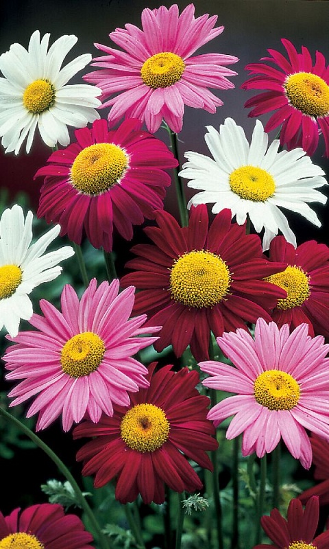 Пиретрум Царский букет (УД) 0,1 гр