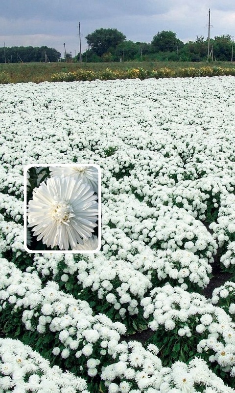 Астра обильноцветущая Снежный жемчуг (УД) 0,2 гр цв п