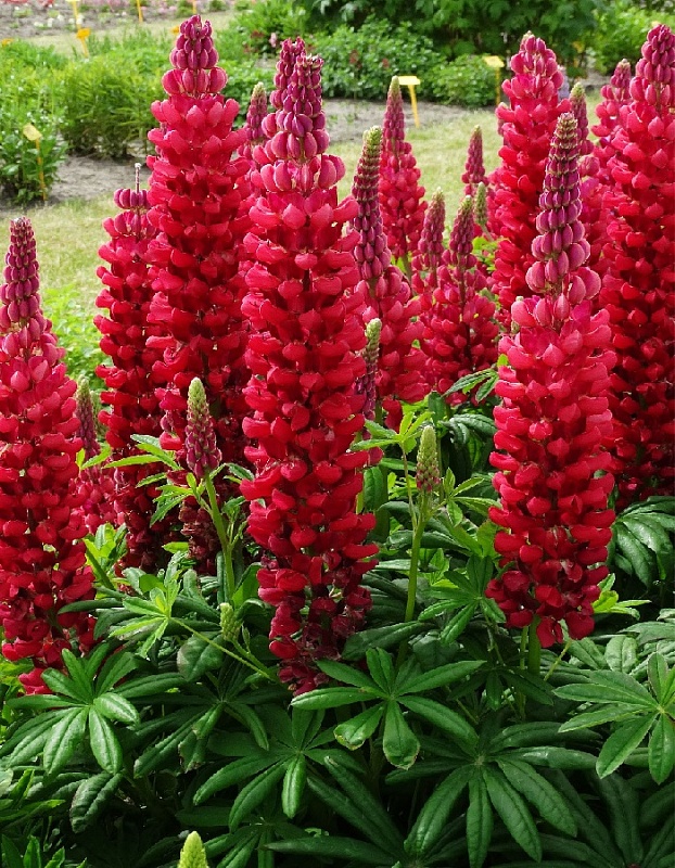 Люпин Гранатовый браслет (УД) 0,25 гр 