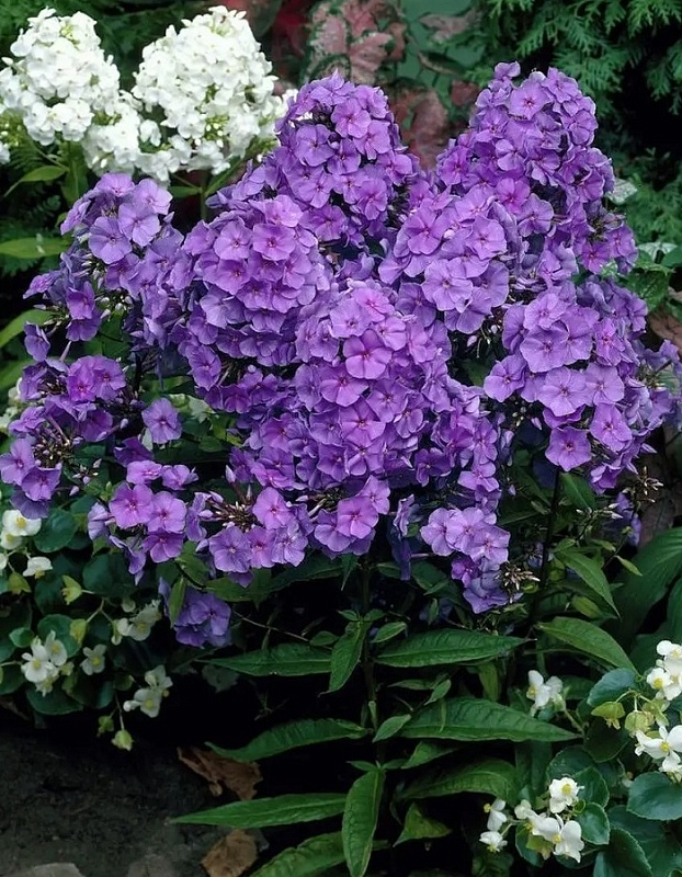 Флокс Аметист 