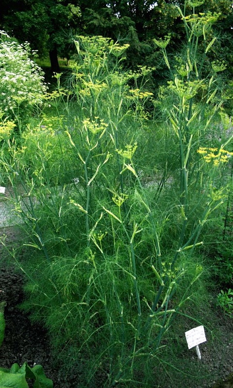 Фенхель (сладкий укроп) Осенний красавец (УД) 0,3 гр цв.п.