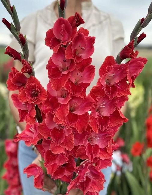 Гладиолус Афтер Шок 