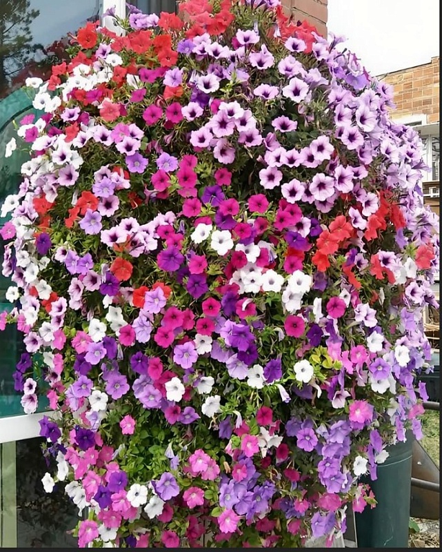 Петуния Джоконда F1 ампельная смесь сортов (УД) 5 шт