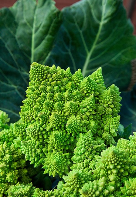 Капуста цветная Вероника F1 (Романеско)  10 шт цв.п