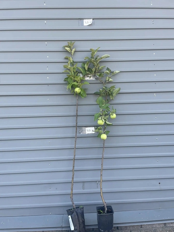 Яблоня Грушовка Московская 