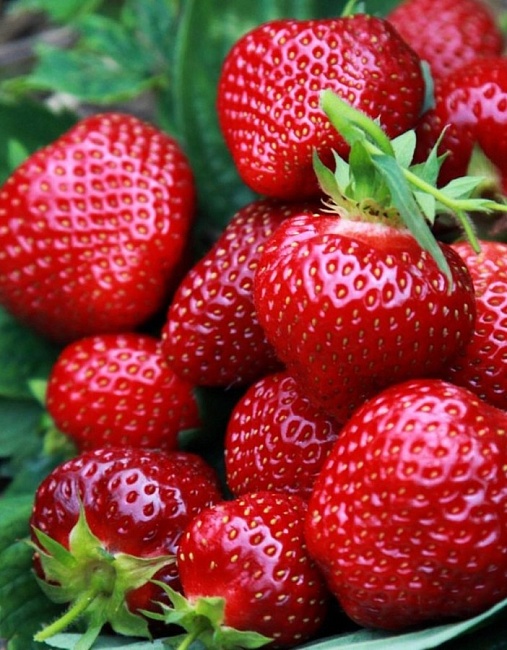 Земляника садовая Сенсация 