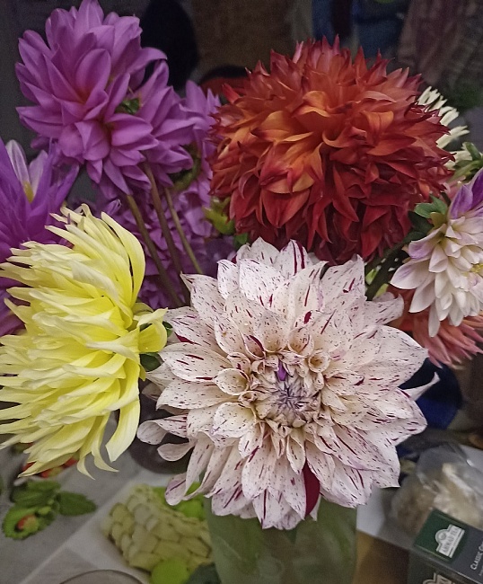 Георгины в ассортименте 1 шт С2