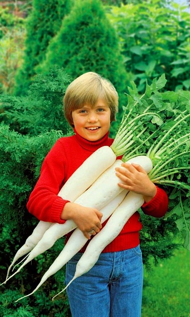 Дайкон Снежно-Белый гигант (УД) 1 гр цв.п