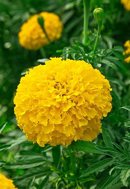 Бархатцы прямостоячие Солнечные гиганты 0,5 гр