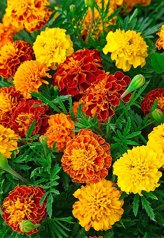 Бархатцы отклоненные махровые Петит смесь 0,5 гр