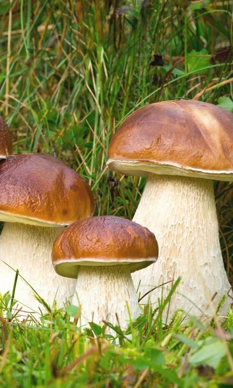 Грибы Белый гриб Классический (УД) 30 мл/15 гр цв.п