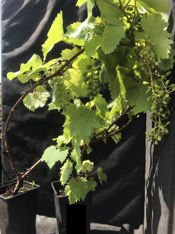 Виноград плодовый (Vitis L.) кишмиш Лучистый 1 шт