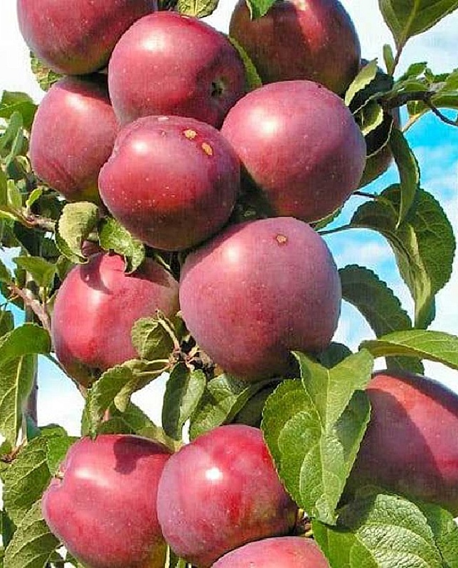 Яблоня колонновидная Виктория 
