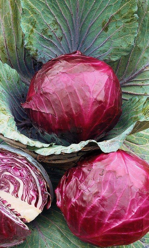 Капуста краснокочанная Победа (УД) 0,25 гр цв.п.