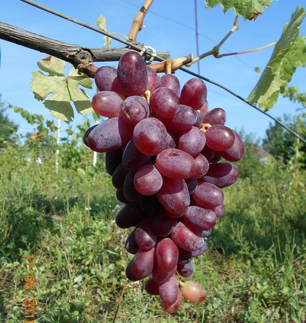 Виноград плодовый Эталон 1 шт
