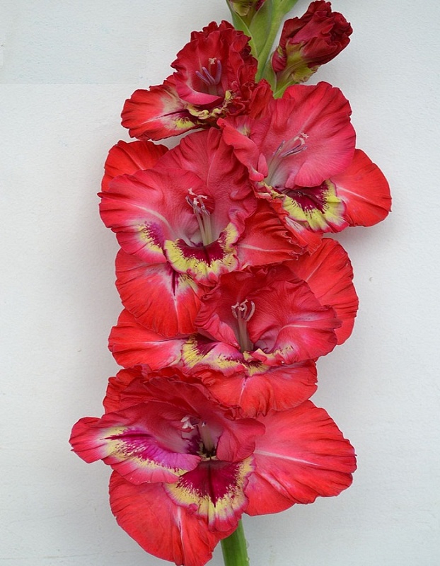 Гладиолус Фортуна 