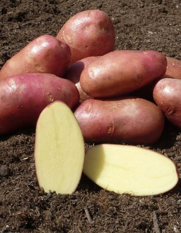 Картофель Ред Скарлетт, элита 