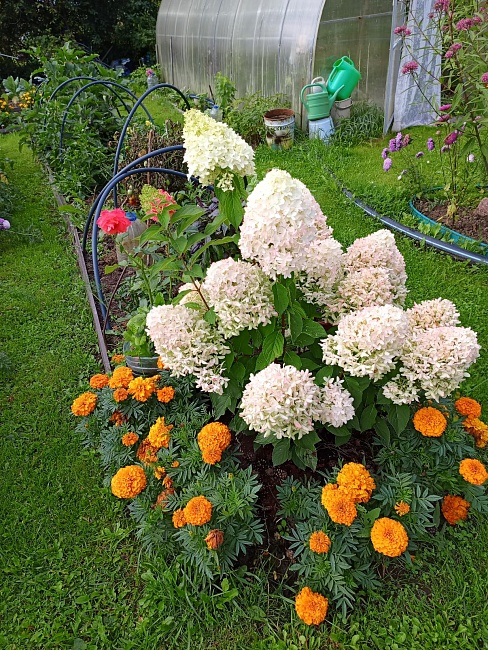 Гортензия метельчатая Скайфолл 1 шт Р9