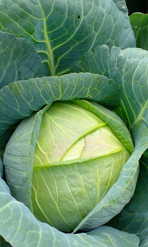 Капуста белокочанная Диадема (УД) 0,3 гр цв,п.