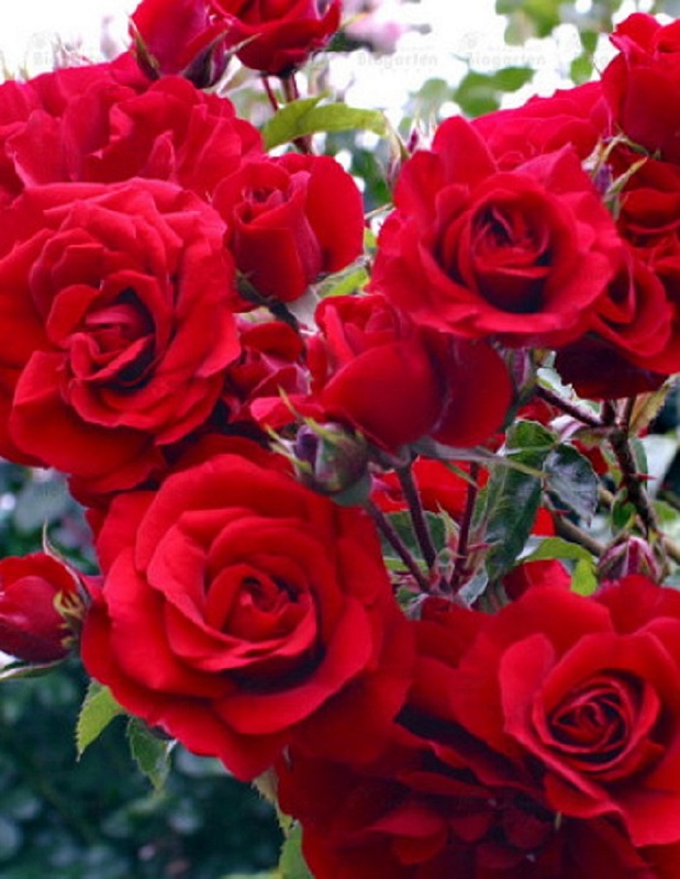 Роза парковая Катберт Грант