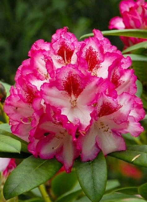 Рододендрон Хачманс Шармант 1 шт Р9