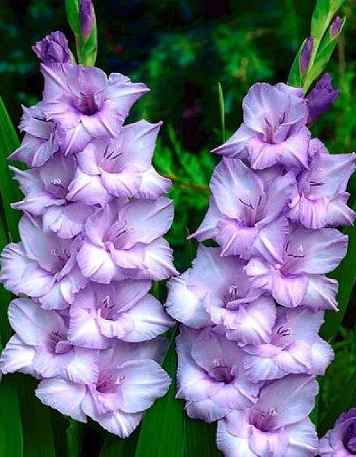 Гладиолус Блю Тропик 