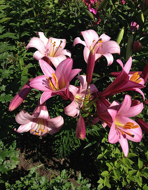 Лилия Пинк Планет 