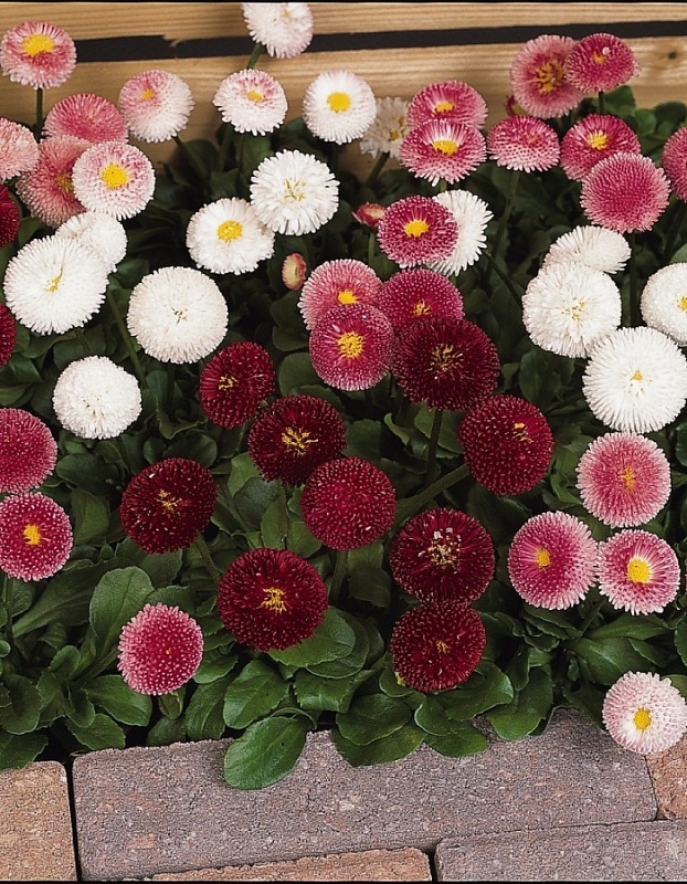 Маргаритка смесь  0,3 гр