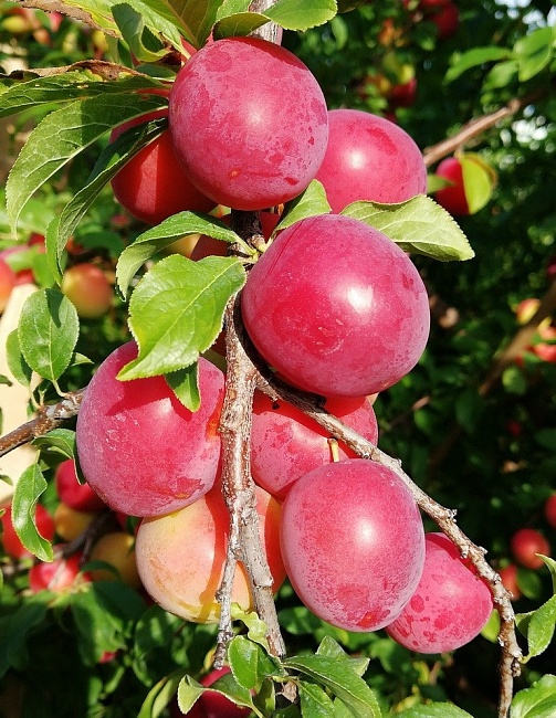 Слива Красномясая раскидистая 