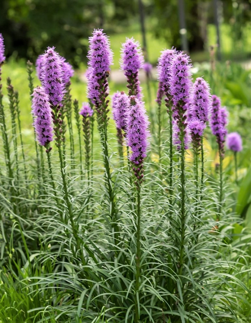 Лиатрис Спиката 