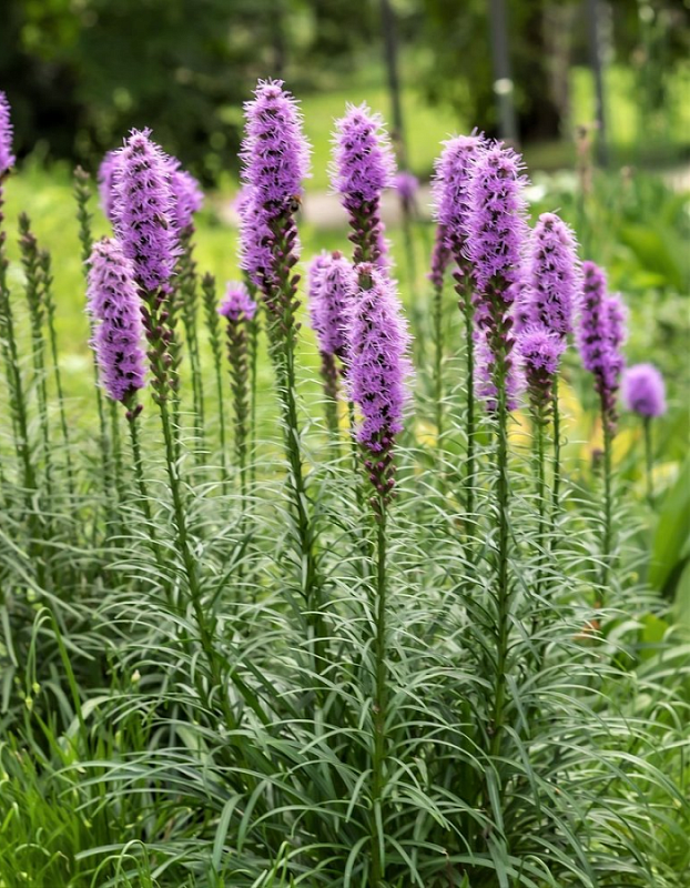 Лиатрис Спиката 