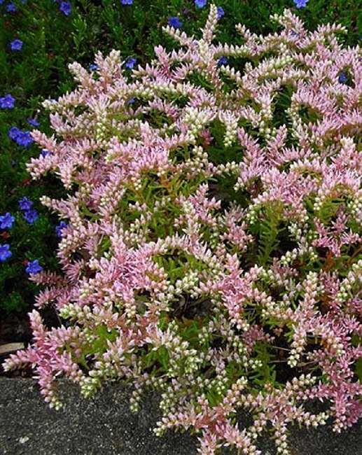 Очиток красивый Си Стар ASF 1 шт Р9