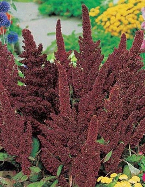 Амарант Сказочный эльф (УД) 0,15 гр цв п