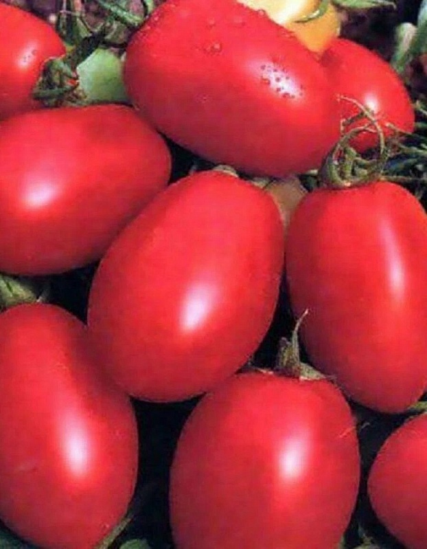 Томат Земляк (Селекция "ВХ") F1 0,05 гр цв.п