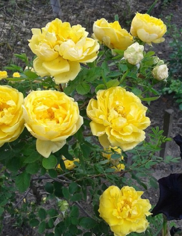 Роза флорибунда Артур Белл